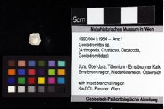 Foto (Objket + Etiketten) von Goniodromites sp. 